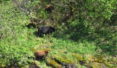 Bear sighting!